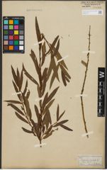 Foto von Salix purpurea L. x Salix viminalis L.